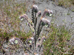 Phacelia secunda
