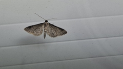 Gymnoscelis rufifasciata