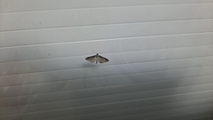 Gymnoscelis rufifasciata