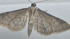 Gymnoscelis rufifasciata