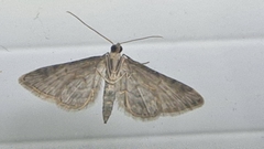 Gymnoscelis rufifasciata