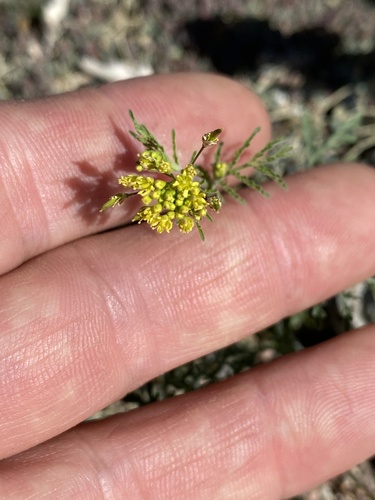 iNaturalist observation photo of Western Tansymustard