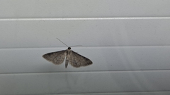 Gymnoscelis rufifasciata