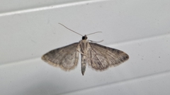 Gymnoscelis rufifasciata