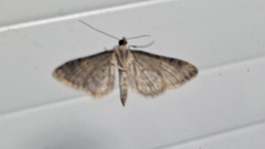 Gymnoscelis rufifasciata