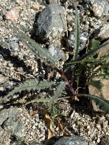 iNaturalist observation photo of California primrose