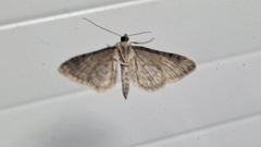 Gymnoscelis rufifasciata