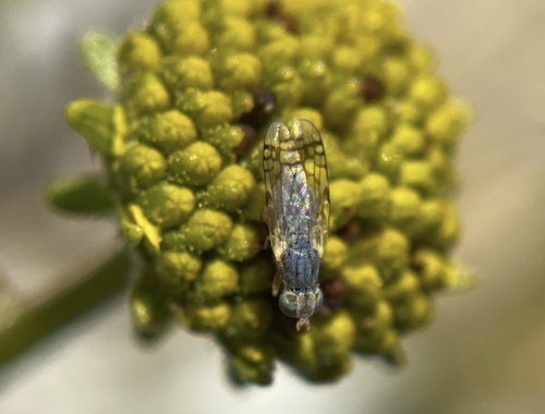 iNaturalist observation photo of Tephritini