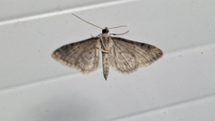 Gymnoscelis rufifasciata