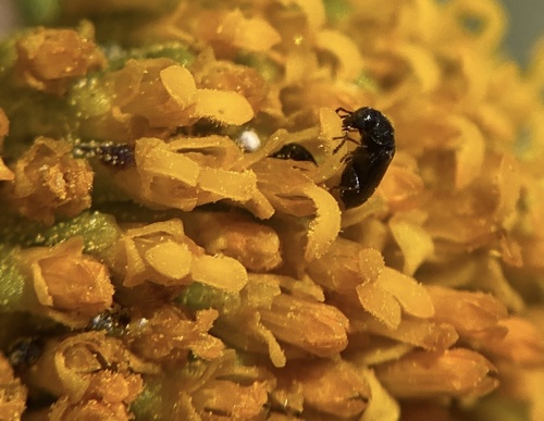 iNaturalist observation photo of Pollen Beetles