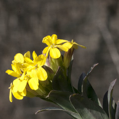 Erysimum rhaeticum