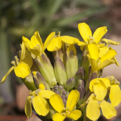 Erysimum rhaeticum