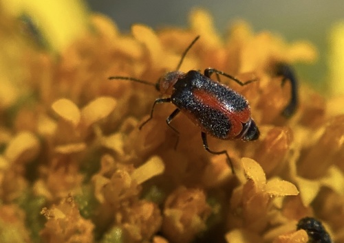 iNaturalist observation photo of Attalus