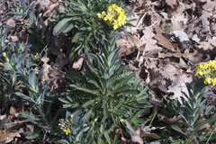 Erysimum rhaeticum