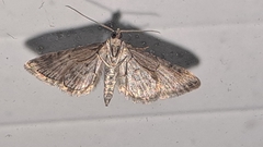 Gymnoscelis rufifasciata