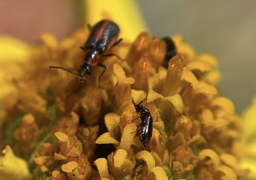 iNaturalist observation photo of Malachite Beetles