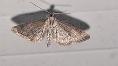 Gymnoscelis rufifasciata