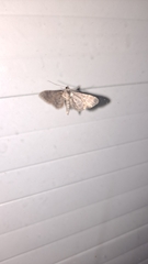 Gymnoscelis rufifasciata