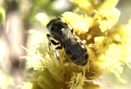 iNaturalist observation photo of Lasioglossum