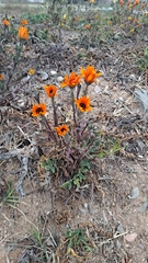 Dimorphotheca sinuata