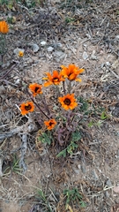 Dimorphotheca sinuata