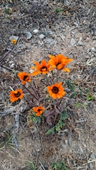 Dimorphotheca sinuata