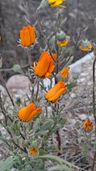 Dimorphotheca sinuata