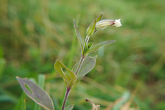Silene latifolia