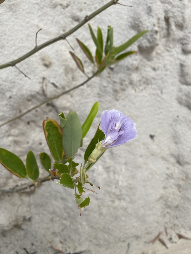 Laurel-leaf pigeonwings (Clitoria laurifolia)