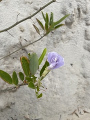 Clitoria laurifolia