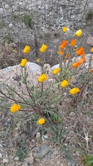 Dimorphotheca sinuata