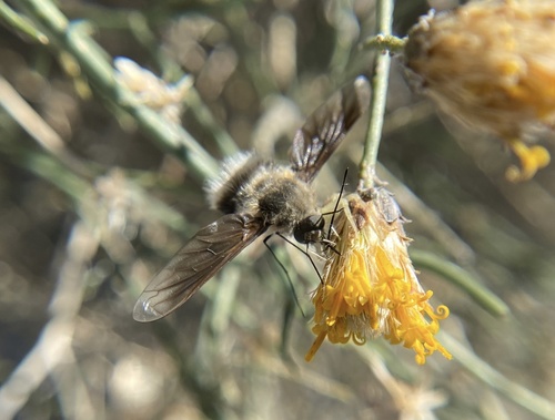 iNaturalist observation photo of Triploechus