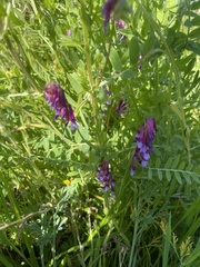 Vicia villosa