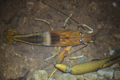 Macrobrachium carcinus