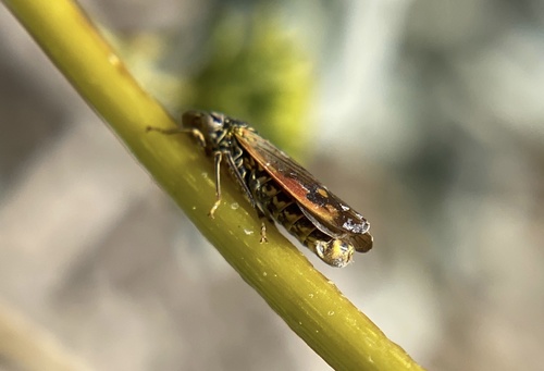 iNaturalist observation photo of Smoketree Sharpshooter