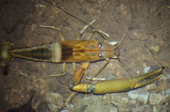 Macrobrachium carcinus