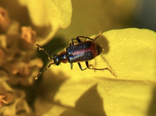 iNaturalist observation photo of Attalus trimaculatus