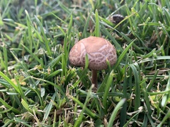 Panaeolus foenisecii