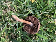 Panaeolus foenisecii