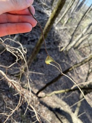 Gasteracantha cancriformis