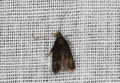 Lecithocera terrigena