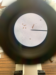 Panaeolus foenisecii