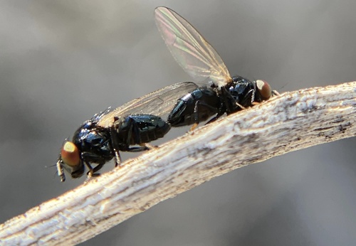 iNaturalist observation photo of Lonchaea