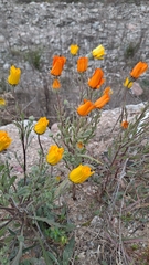 Dimorphotheca sinuata