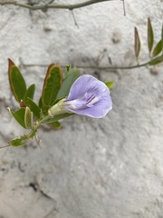 Clitoria laurifolia