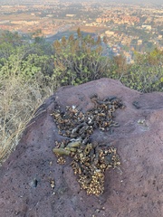 Bassariscus
