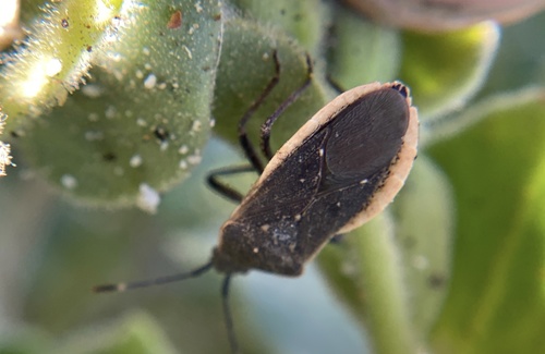 iNaturalist observation photo of Catorhintha