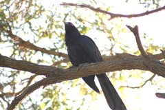 Eudynamys orientalis cyanocephalus