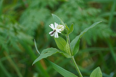 Silene latifolia
