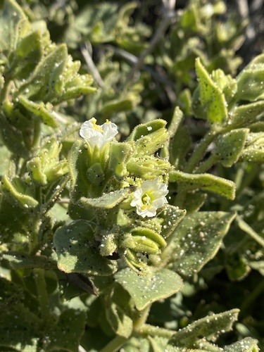 iNaturalist observation photo of slender-lobed four o'clock